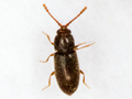 Atomaria nigrirostris